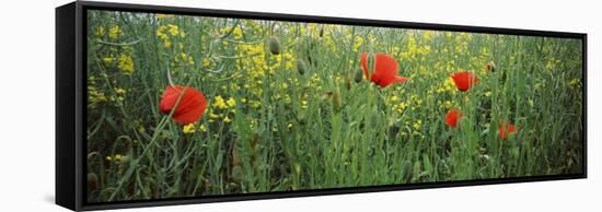 Poppies Blooming in Oilseed Rape Field, Baden-Wurttemberg, Germany-null-Framed Stretched Canvas