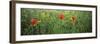 Poppies Blooming in Oilseed Rape Field, Baden-Wurttemberg, Germany-null-Framed Premium Photographic Print