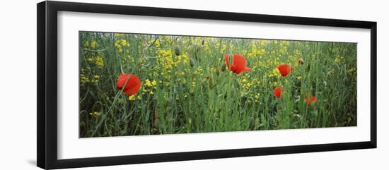 Poppies Blooming in Oilseed Rape Field, Baden-Wurttemberg, Germany-null-Framed Premium Photographic Print