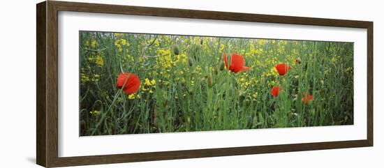 Poppies Blooming in Oilseed Rape Field, Baden-Wurttemberg, Germany-null-Framed Photographic Print