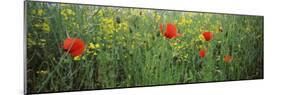 Poppies Blooming in Oilseed Rape Field, Baden-Wurttemberg, Germany-null-Mounted Photographic Print