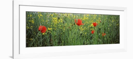 Poppies Blooming in Oilseed Rape Field, Baden-Wurttemberg, Germany-null-Framed Photographic Print