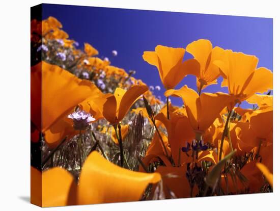 Poppies, CA-David Carriere-Stretched Canvas