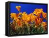 Poppies, CA-David Carriere-Framed Stretched Canvas