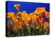 Poppies, CA-David Carriere-Stretched Canvas