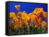 Poppies, CA-David Carriere-Framed Stretched Canvas
