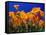 Poppies, CA-David Carriere-Framed Stretched Canvas