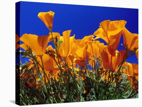 Poppies, CA-David Carriere-Stretched Canvas