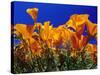 Poppies, CA-David Carriere-Stretched Canvas