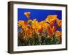 Poppies, CA-David Carriere-Framed Premium Photographic Print