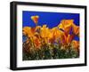 Poppies, CA-David Carriere-Framed Premium Photographic Print