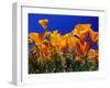 Poppies, CA-David Carriere-Framed Premium Photographic Print