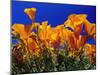 Poppies, CA-David Carriere-Mounted Premium Photographic Print