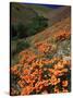 Poppies, CA-David Carriere-Stretched Canvas