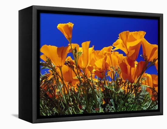 Poppies, CA-David Carriere-Framed Stretched Canvas