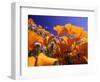 Poppies, CA-David Carriere-Framed Photographic Print