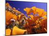 Poppies, CA-David Carriere-Mounted Photographic Print