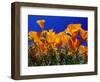 Poppies, CA-David Carriere-Framed Photographic Print