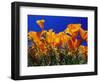 Poppies, CA-David Carriere-Framed Photographic Print