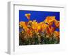 Poppies, CA-David Carriere-Framed Photographic Print