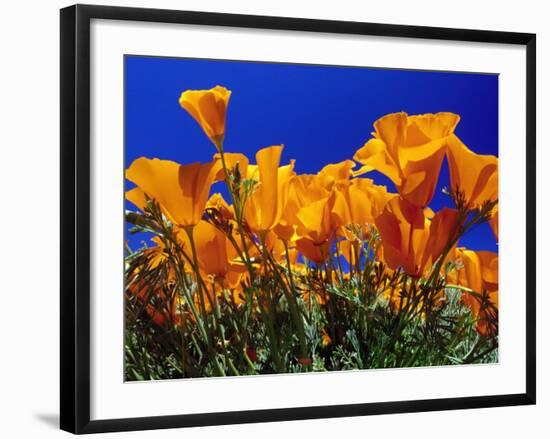 Poppies, CA-David Carriere-Framed Photographic Print