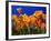 Poppies, CA-David Carriere-Framed Photographic Print