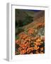 Poppies, CA-David Carriere-Framed Photographic Print