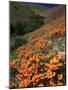 Poppies, CA-David Carriere-Mounted Photographic Print