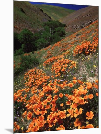 Poppies, CA-David Carriere-Mounted Photographic Print