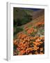 Poppies, CA-David Carriere-Framed Photographic Print