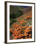 Poppies, CA-David Carriere-Framed Photographic Print