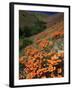 Poppies, CA-David Carriere-Framed Photographic Print