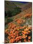 Poppies, CA-David Carriere-Mounted Photographic Print