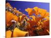 Poppies, CA-David Carriere-Stretched Canvas