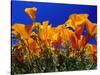 Poppies, CA-David Carriere-Stretched Canvas