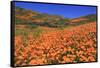 Poppies, Chino Hills State Park, California, United States of America, North America-Richard Cummins-Framed Stretched Canvas