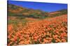 Poppies, Chino Hills State Park, California, United States of America, North America-Richard Cummins-Stretched Canvas