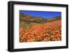 Poppies, Chino Hills State Park, California, United States of America, North America-Richard Cummins-Framed Photographic Print