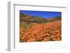 Poppies, Chino Hills State Park, California, United States of America, North America-Richard Cummins-Framed Photographic Print