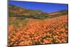 Poppies, Chino Hills State Park, California, United States of America, North America-Richard Cummins-Mounted Photographic Print