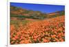 Poppies, Chino Hills State Park, California, United States of America, North America-Richard Cummins-Framed Photographic Print