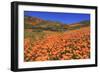 Poppies, Chino Hills State Park, California, United States of America, North America-Richard Cummins-Framed Photographic Print