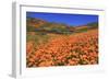 Poppies, Chino Hills State Park, California, United States of America, North America-Richard Cummins-Framed Photographic Print