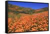 Poppies, Chino Hills State Park, California, United States of America, North America-Richard Cummins-Framed Stretched Canvas