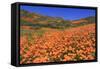 Poppies, Chino Hills State Park, California, United States of America, North America-Richard Cummins-Framed Stretched Canvas