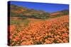 Poppies, Chino Hills State Park, California, United States of America, North America-Richard Cummins-Stretched Canvas