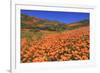 Poppies, Chino Hills State Park, California, United States of America, North America-Richard Cummins-Framed Photographic Print