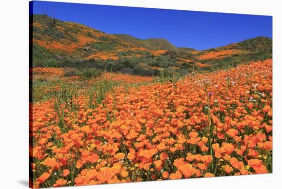 Poppies, Chino Hills State Park, California, United States of America, North America-Richard Cummins-Stretched Canvas