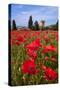 Poppies Close and Personal-Michael Blanchette-Stretched Canvas