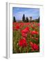 Poppies Close and Personal-Michael Blanchette-Framed Photographic Print